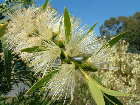 White Bottle Brush Tree