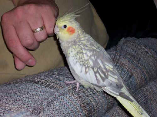 cinnamon pearl cockatiel