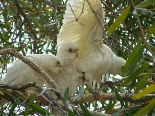 essay parrot bird