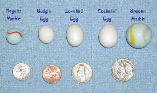 Parrot Eggs